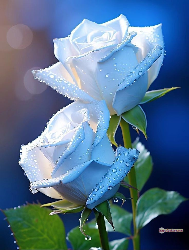 3300+ Beautiful Rose Flowers Image | Rose Flower HD Pic Download | 2223 white roses -(7)