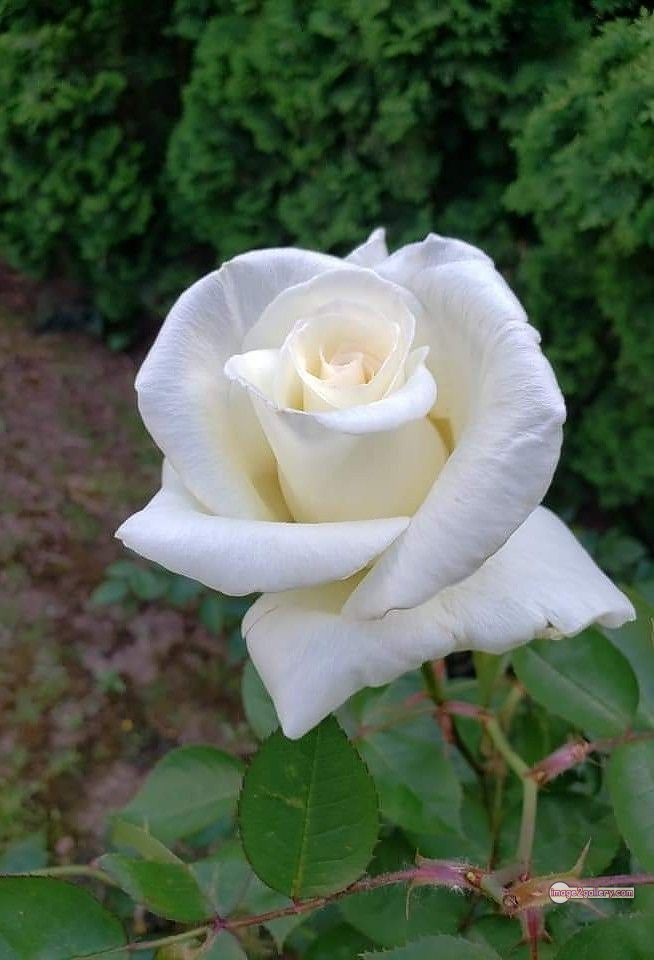 3300+ Beautiful Rose Flowers Image | Rose Flower HD Pic Download | 2222 white roses -(8)