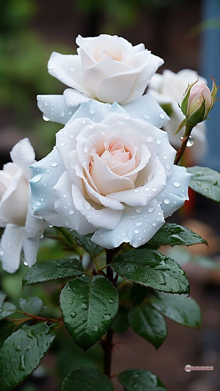 3300+ Beautiful Rose Flowers Image | Rose Flower HD Pic Download | 2226 white roses bouquet -(1)