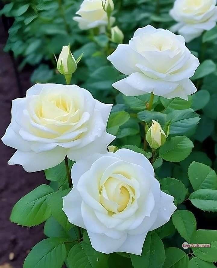 3300+ Beautiful Rose Flowers Image | Rose Flower HD Pic Download | 2227 white roses bouquet -(11)