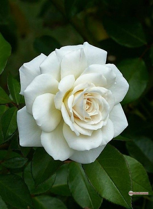 3300+ Beautiful Rose Flowers Image | Rose Flower HD Pic Download | 2308 white roses bouquet -(14)