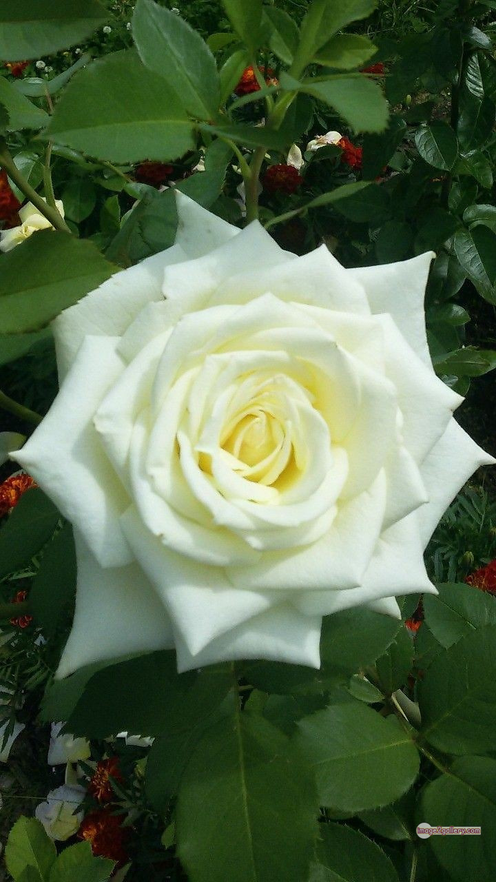 3300+ Beautiful Rose Flowers Image | Rose Flower HD Pic Download | 2378 white roses bouquet -(15)