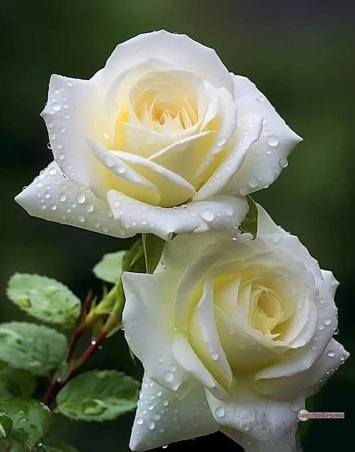 3300+ Beautiful Rose Flowers Image | Rose Flower HD Pic Download | 2377 white roses bouquet -(2)