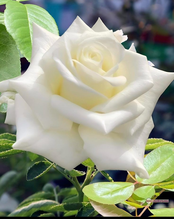 3300+ Beautiful Rose Flowers Image | Rose Flower HD Pic Download | 2379 white roses bouquet -(4)