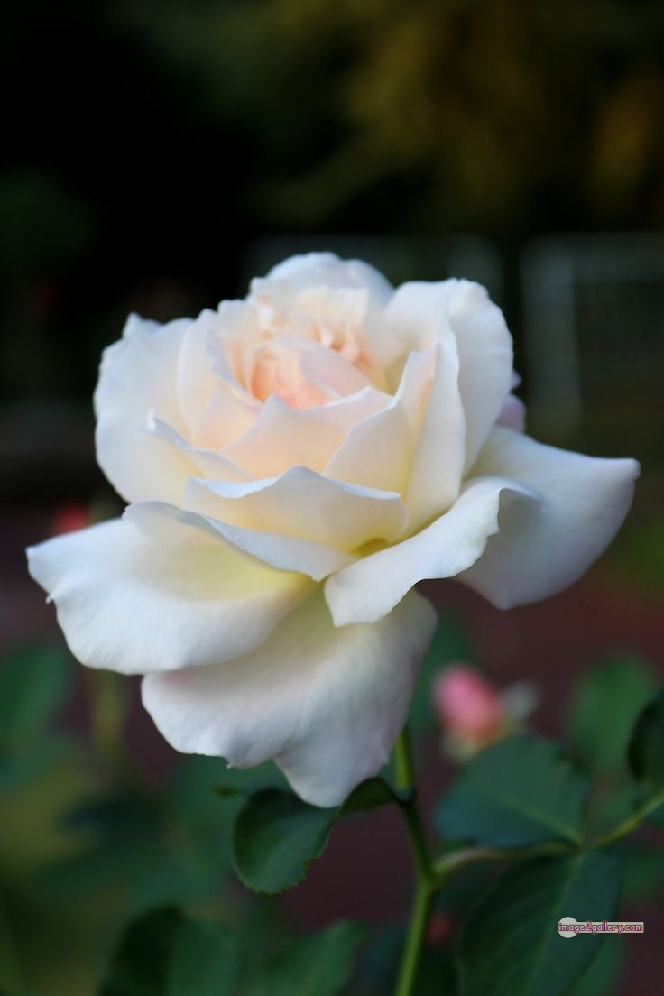 3300+ Beautiful Rose Flowers Image | Rose Flower HD Pic Download | 2278 white roses bouquet -(5)