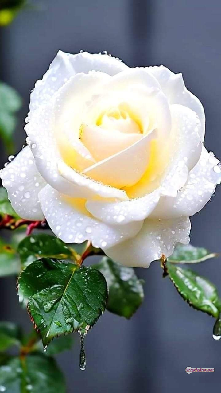 3300+ Beautiful Rose Flowers Image | Rose Flower HD Pic Download | 2416 white roses bouquet -(6)
