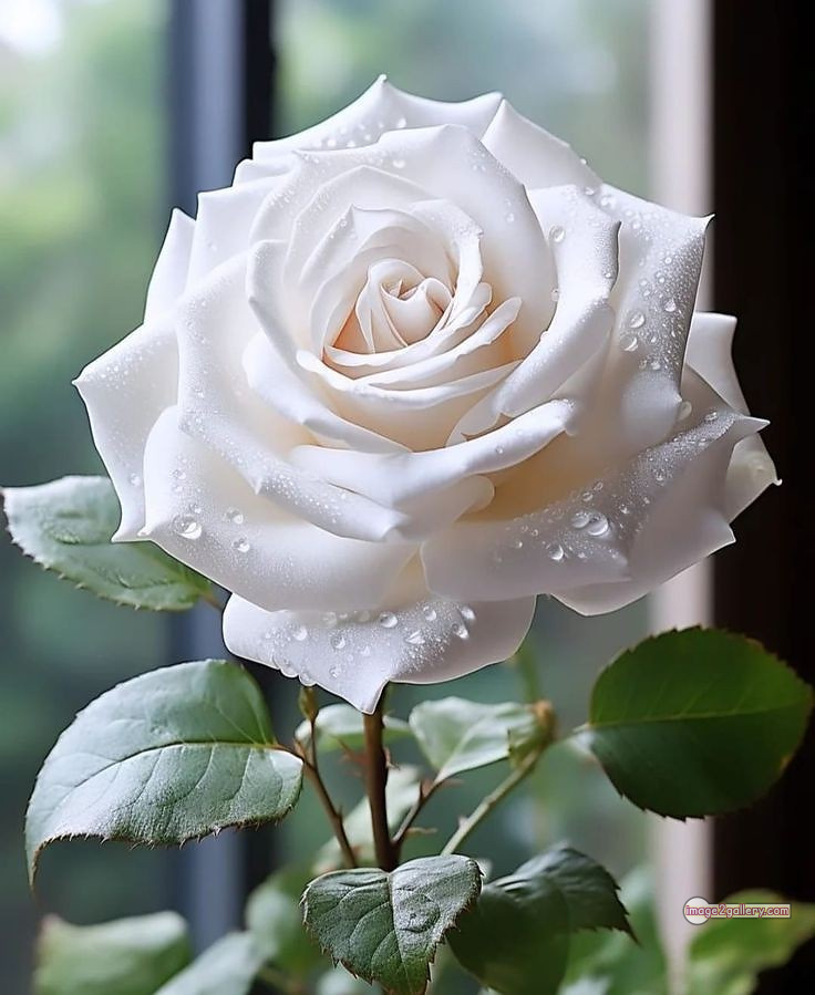 3300+ Beautiful Rose Flowers Image | Rose Flower HD Pic Download | 2276 white roses bouquet -(7)