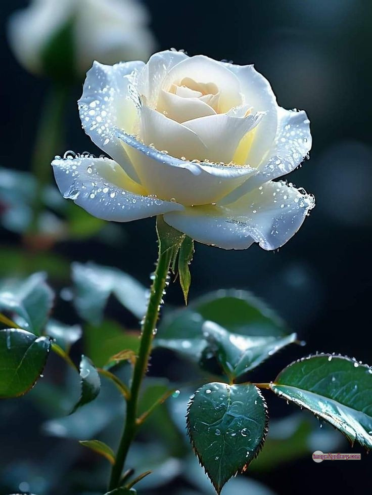3300+ Beautiful Rose Flowers Image | Rose Flower HD Pic Download | 2277 white roses bouquet -(8)