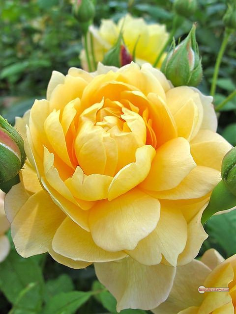 3300+ Beautiful Rose Flowers Image | Rose Flower HD Pic Download | 217 yellow colour rose images -(12)