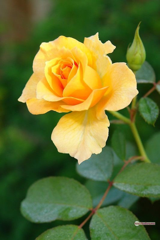 3300+ Beautiful Rose Flowers Image | Rose Flower HD Pic Download | 218 yellow colour rose images -(13)