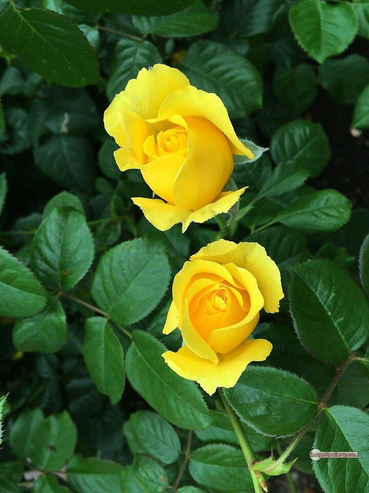 3300+ Beautiful Rose Flowers Image | Rose Flower HD Pic Download | 693 yellow colour rose images -(16)