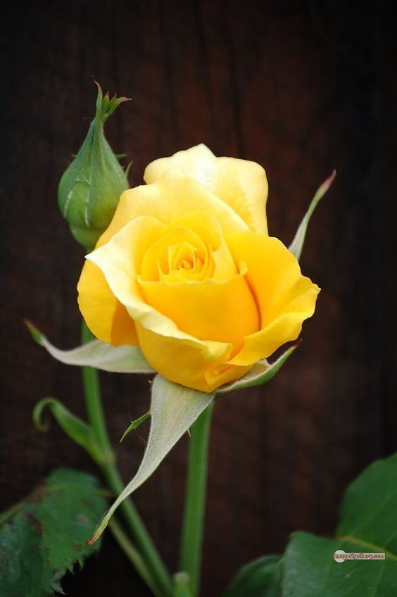 3300+ Beautiful Rose Flowers Image | Rose Flower HD Pic Download | 1404 yellow colour rose images -(17)