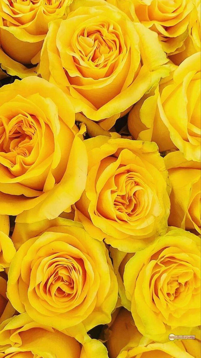 3300+ Beautiful Rose Flowers Image | Rose Flower HD Pic Download | 2779 yellow colour rose images -(2)
