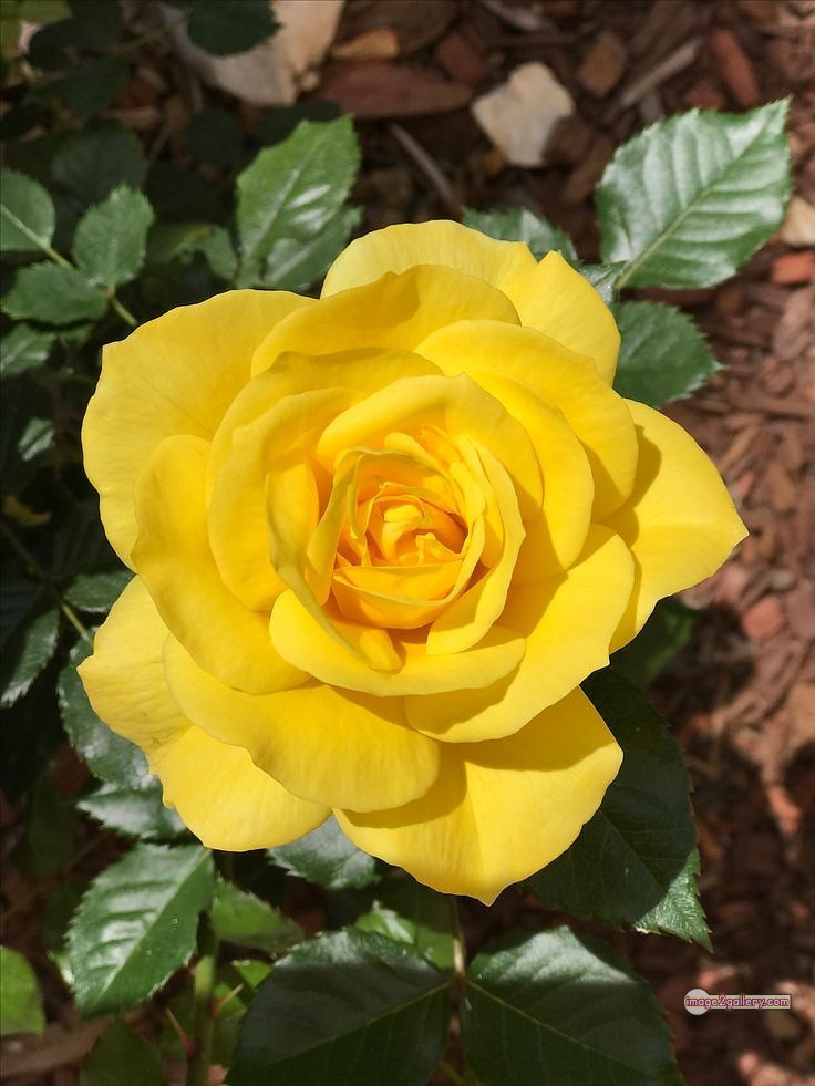 3300+ Beautiful Rose Flowers Image | Rose Flower HD Pic Download | 2775 yellow natural beautiful rose flowers -