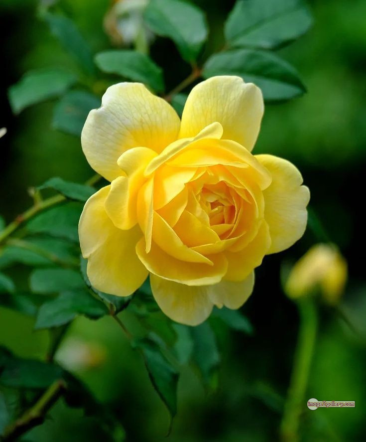 3300+ Beautiful Rose Flowers Image | Rose Flower HD Pic Download | 4 yellow natural beautiful rose flowers -(1)