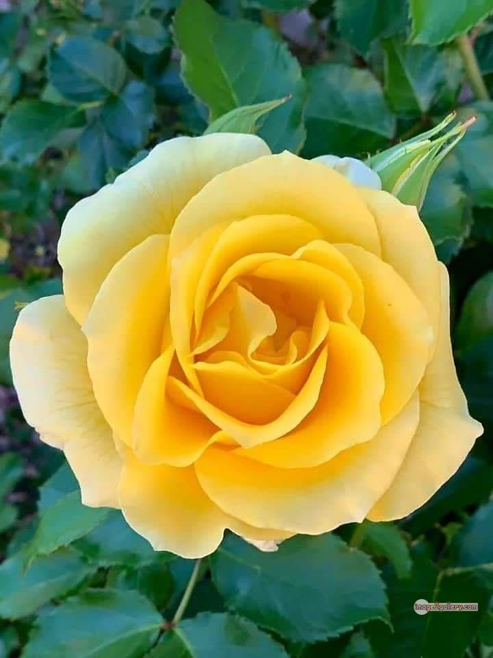 3300+ Beautiful Rose Flowers Image | Rose Flower HD Pic Download | 807 yellow natural beautiful rose flowers -(10)