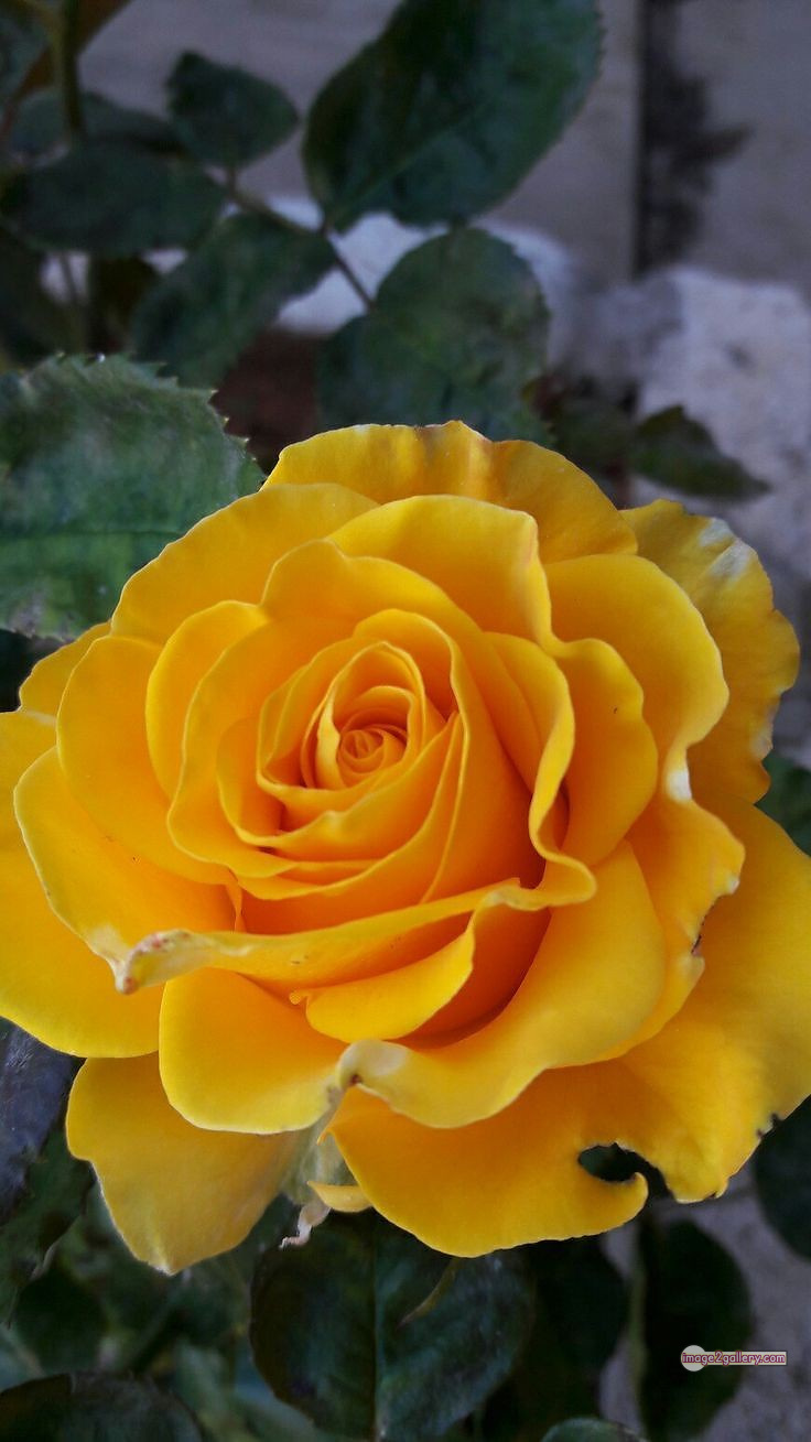 3300+ Beautiful Rose Flowers Image | Rose Flower HD Pic Download | 1476 yellow natural beautiful rose flowers -(11)