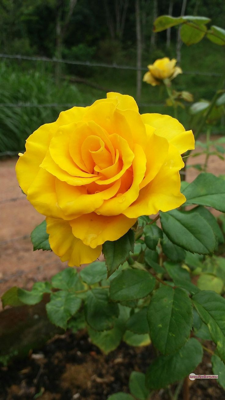 3300+ Beautiful Rose Flowers Image | Rose Flower HD Pic Download | 478 yellow natural beautiful rose flowers -(12)
