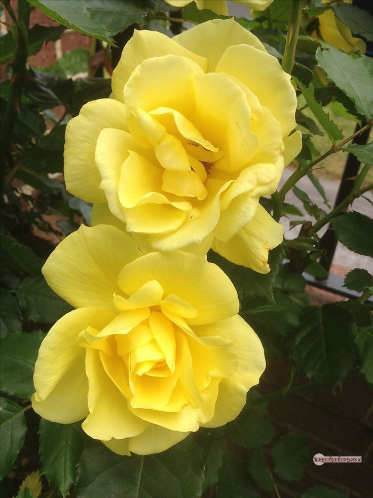 3300+ Beautiful Rose Flowers Image | Rose Flower HD Pic Download | 143 yellow natural beautiful rose flowers -(13)