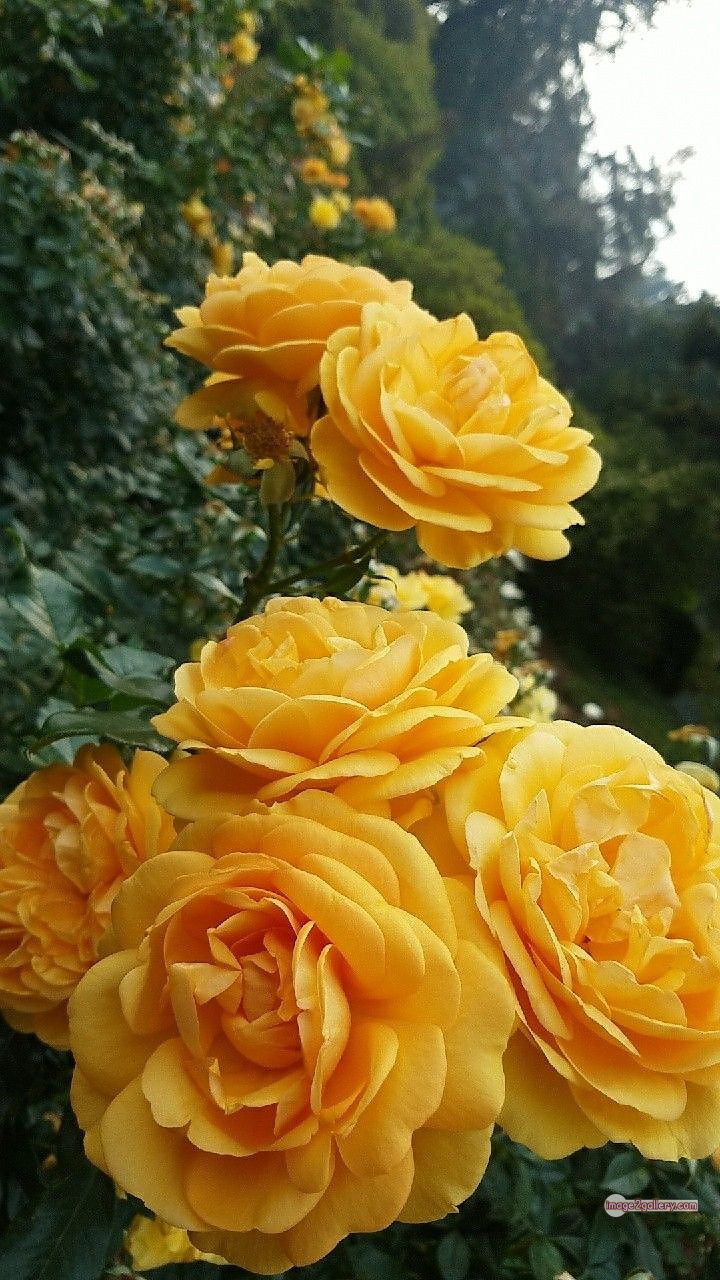 3300+ Beautiful Rose Flowers Image | Rose Flower HD Pic Download | 834 yellow natural beautiful rose flowers -(14)