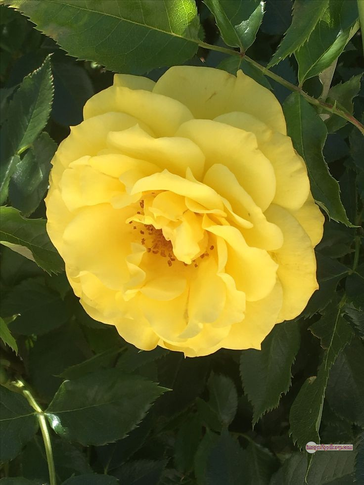 3300+ Beautiful Rose Flowers Image | Rose Flower HD Pic Download | 2776 yellow natural beautiful rose flowers -(15)
