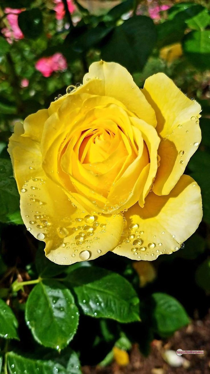 3300+ Beautiful Rose Flowers Image | Rose Flower HD Pic Download | 1475 yellow natural beautiful rose flowers -(18)