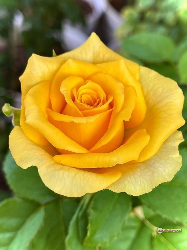 3300+ Beautiful Rose Flowers Image | Rose Flower HD Pic Download | 142 yellow natural beautiful rose flowers -(2)