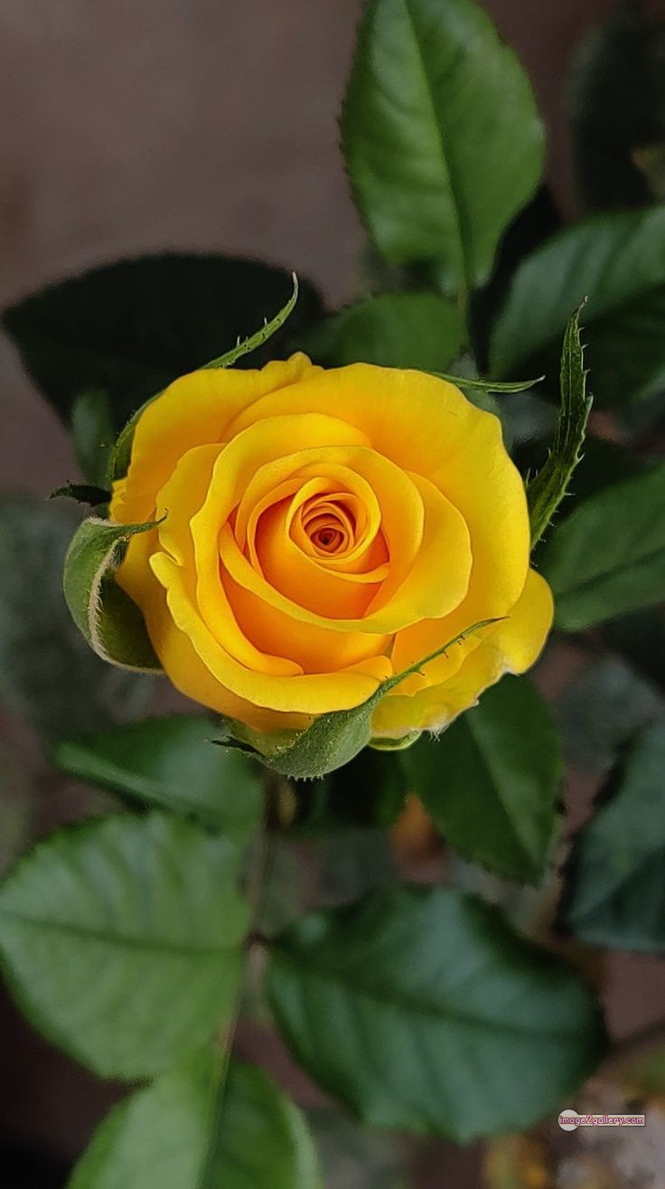 3300+ Beautiful Rose Flowers Image | Rose Flower HD Pic Download | 1735 yellow natural beautiful rose flowers
