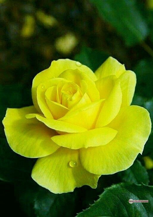 3300+ Beautiful Rose Flowers Image | Rose Flower HD Pic Download | 1221 yellow natural beautiful rose flowers -(4)