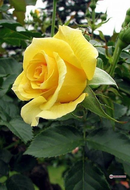 3300+ Beautiful Rose Flowers Image | Rose Flower HD Pic Download | 71 yellow natural beautiful rose flowers -(5)