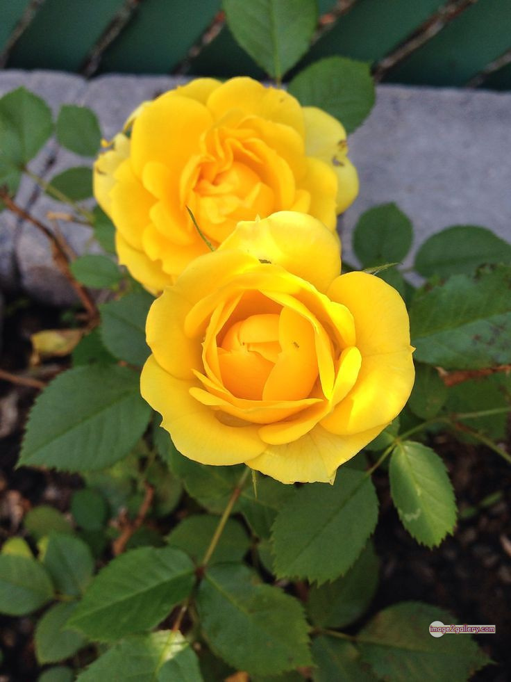 3300+ Beautiful Rose Flowers Image | Rose Flower HD Pic Download | 806 yellow natural beautiful rose flowers -(6)