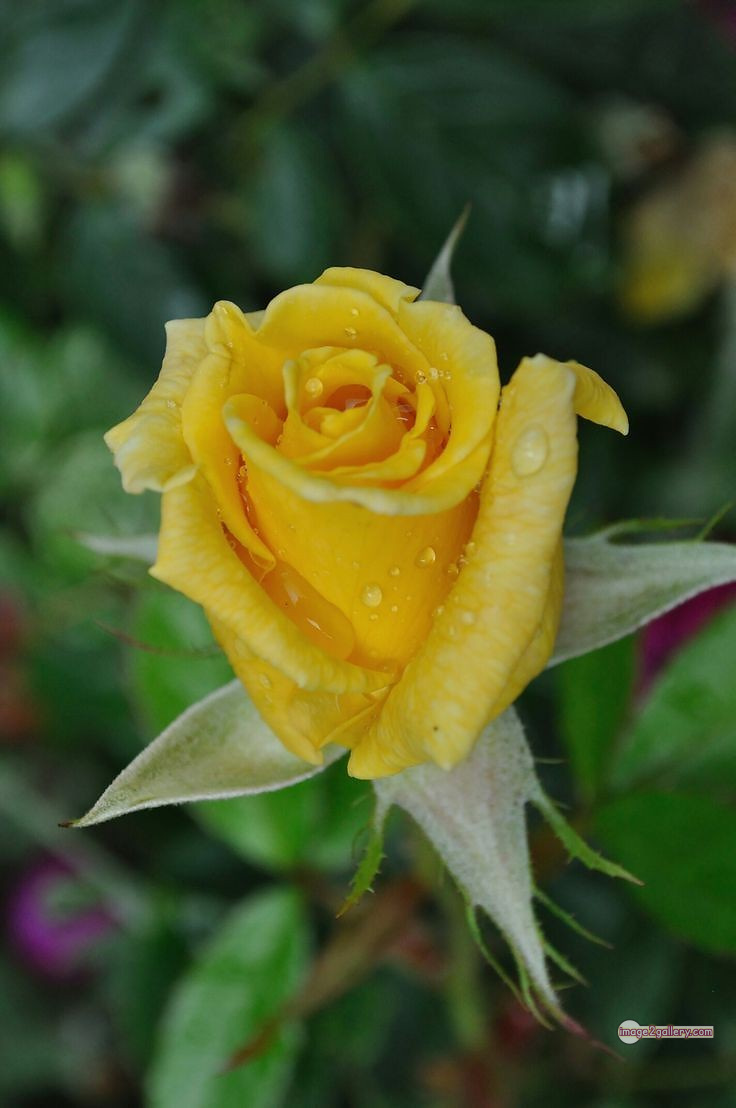 3300+ Beautiful Rose Flowers Image | Rose Flower HD Pic Download | 713 yellow natural beautiful rose flowers -(7)