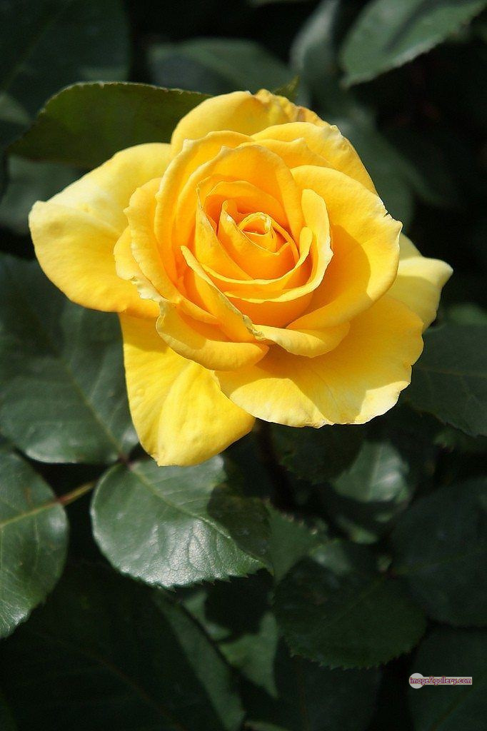 3300+ Beautiful Rose Flowers Image | Rose Flower HD Pic Download | 963 yellow natural beautiful rose flowers -(8)