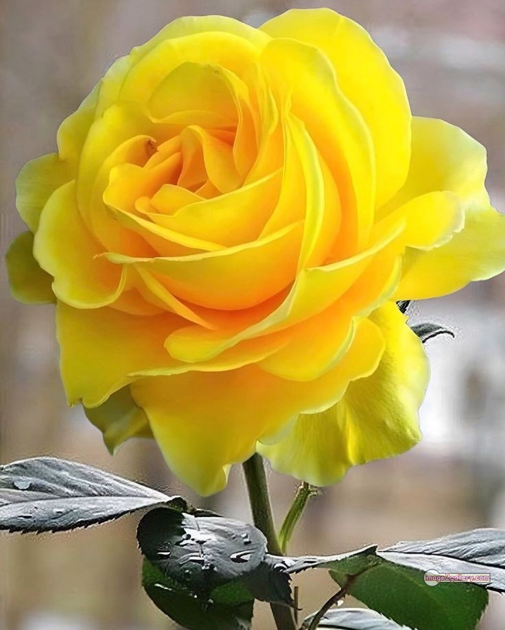 3300+ Beautiful Rose Flowers Image | Rose Flower HD Pic Download | 148 yellow rose -