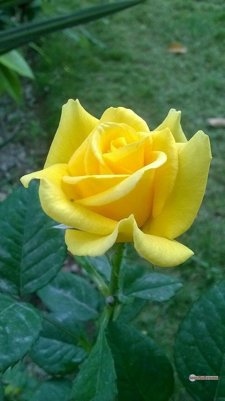 3300+ Beautiful Rose Flowers Image | Rose Flower HD Pic Download | 800 yellow rose -(11)
