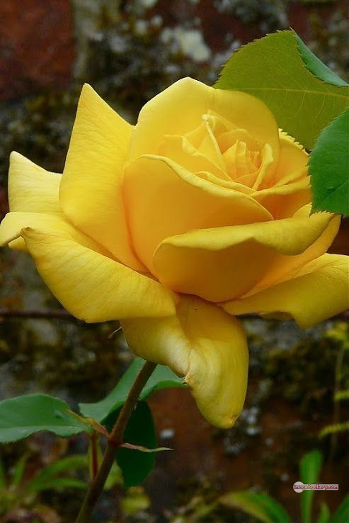 3300+ Beautiful Rose Flowers Image | Rose Flower HD Pic Download | 1674 yellow rose -(12)