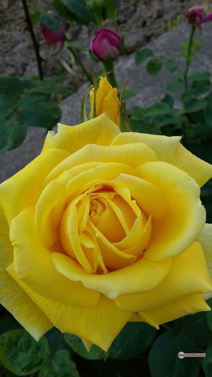 3300+ Beautiful Rose Flowers Image | Rose Flower HD Pic Download | 2767 yellow rose -(13)