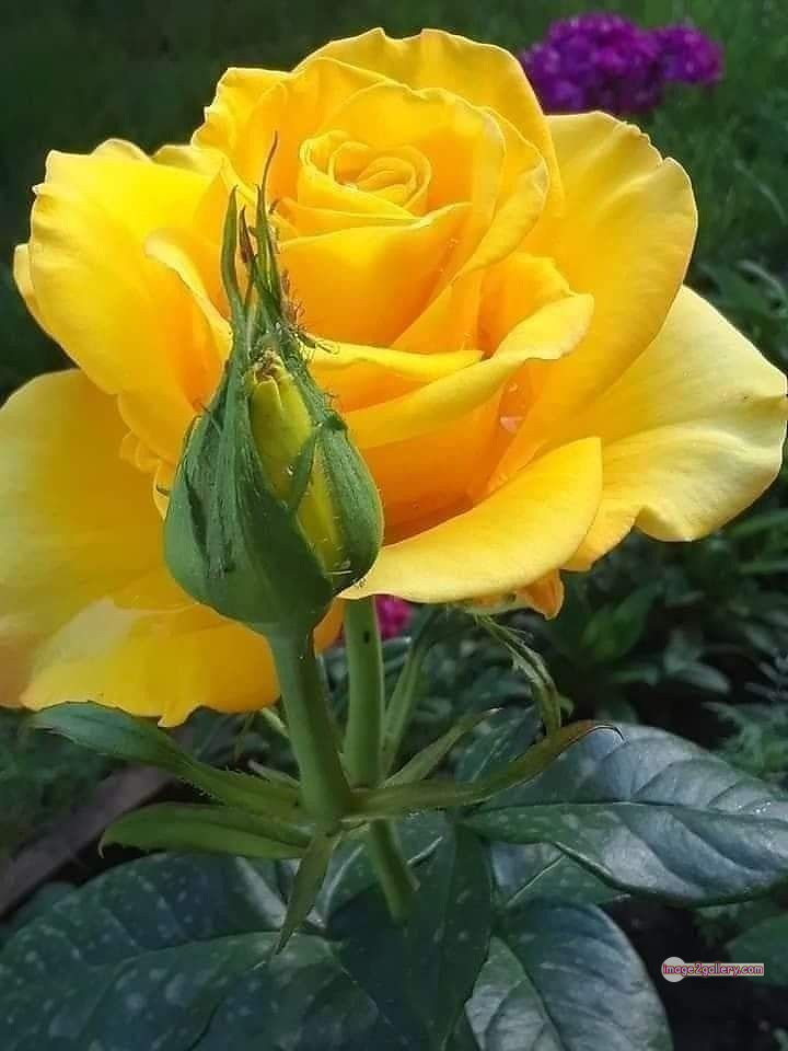 3300+ Beautiful Rose Flowers Image | Rose Flower HD Pic Download | 803 yellow rose -(17)