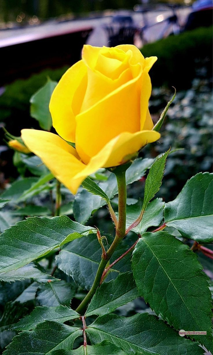 3300+ Beautiful Rose Flowers Image | Rose Flower HD Pic Download | 696 yellow rose -(19)