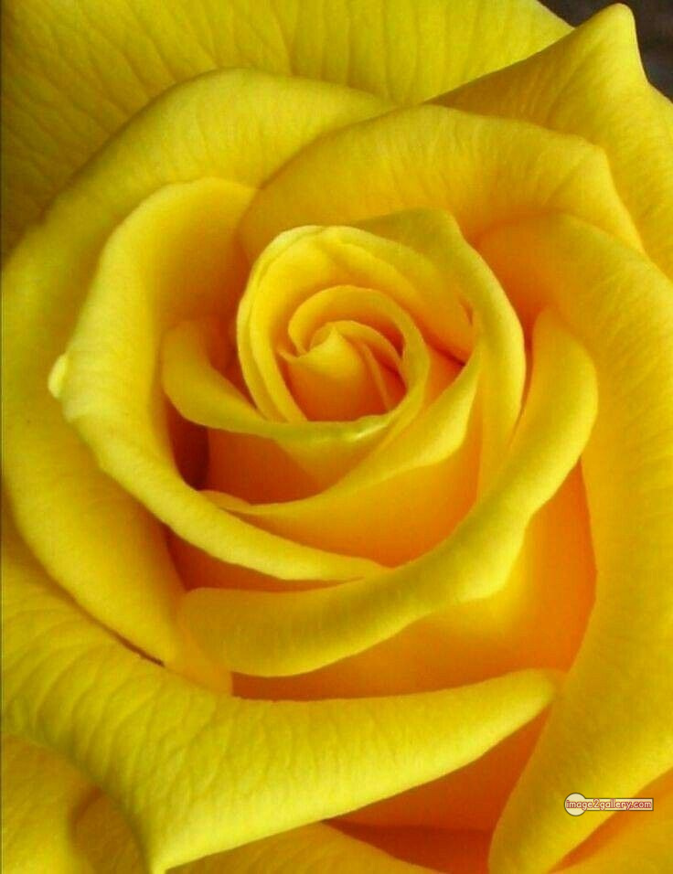 3300+ Beautiful Rose Flowers Image | Rose Flower HD Pic Download | 1343 yellow rose -(20)