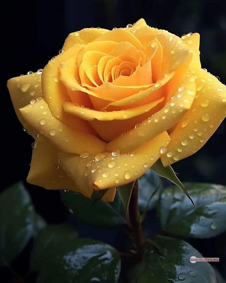 3300+ Beautiful Rose Flowers Image | Rose Flower HD Pic Download | 1344 yellow rose -(25)