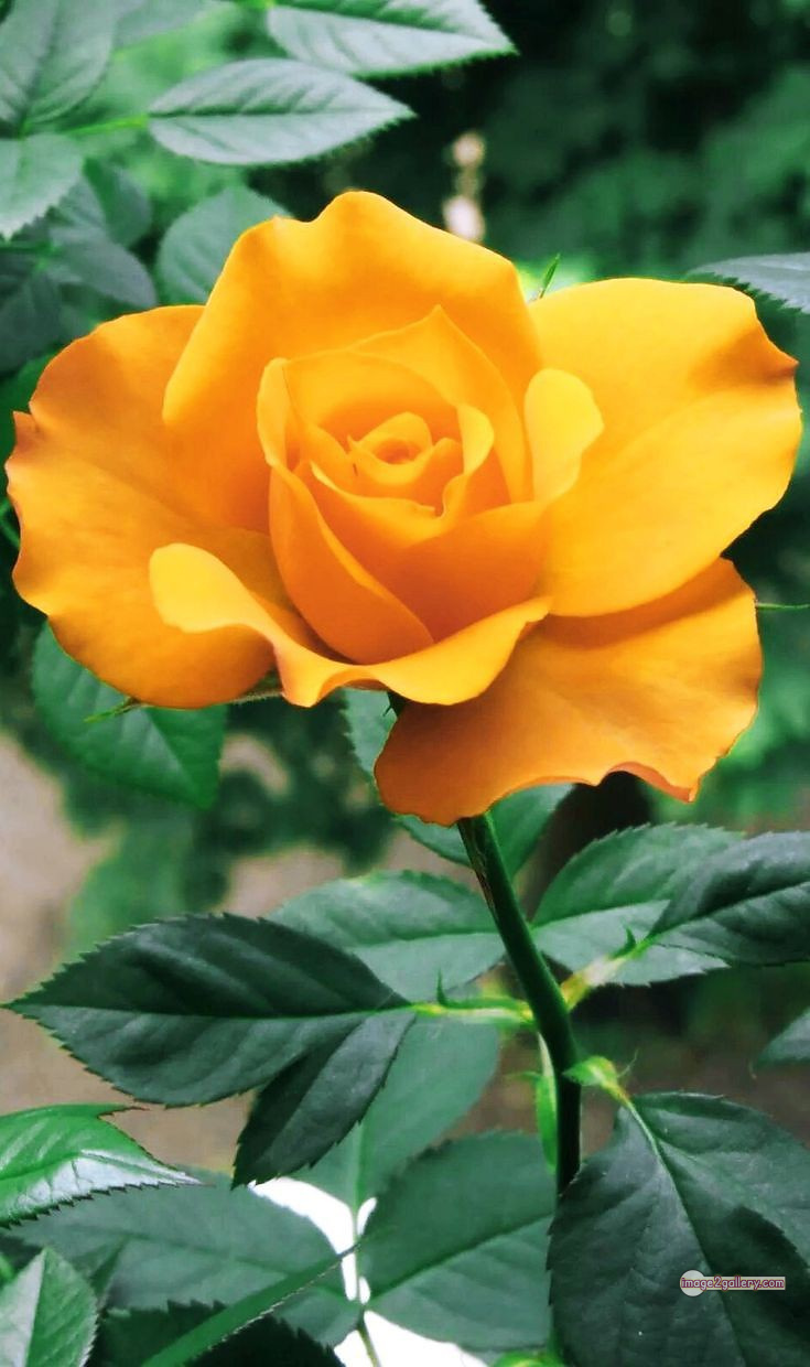 3300+ Beautiful Rose Flowers Image | Rose Flower HD Pic Download | 2769 yellow rose -(5)