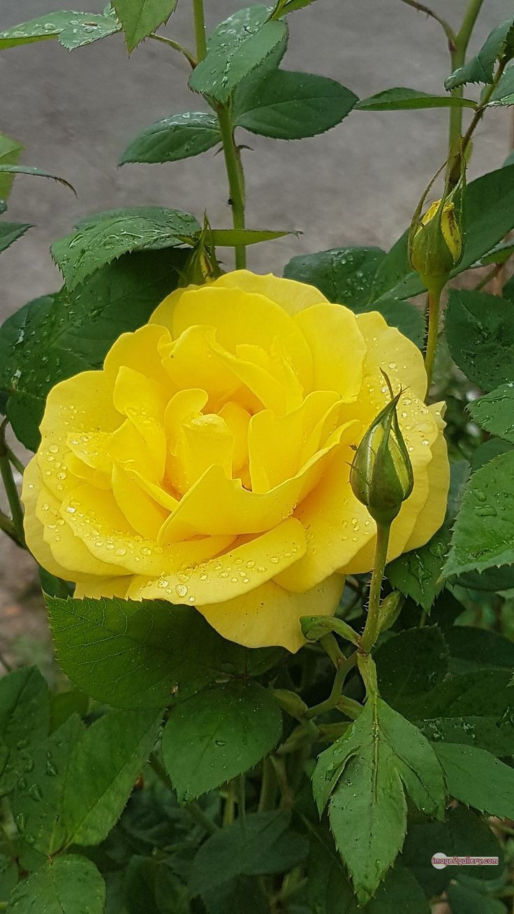 3300+ Beautiful Rose Flowers Image | Rose Flower HD Pic Download | 2679 yellow rose -(6)