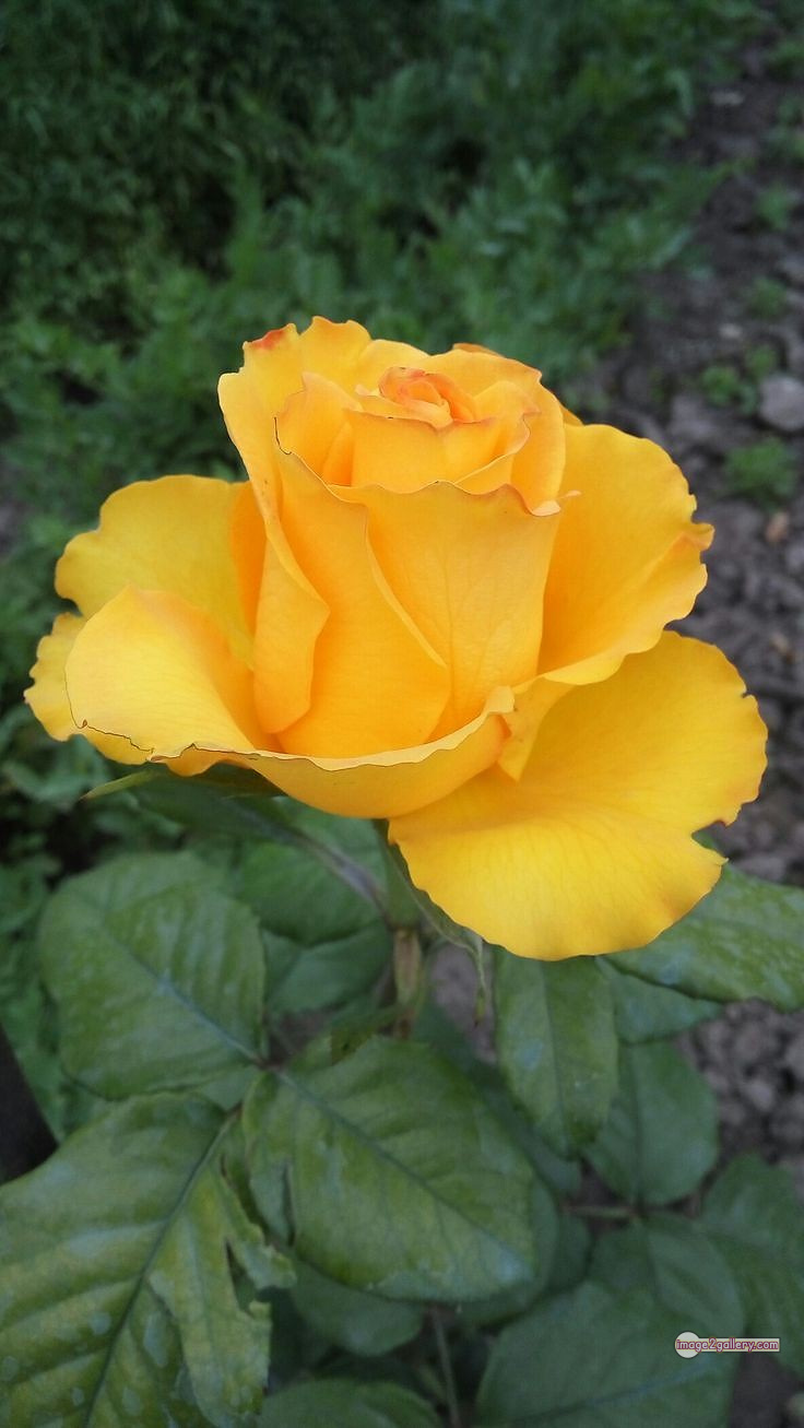 3300+ Beautiful Rose Flowers Image | Rose Flower HD Pic Download | 2682 yellow rose -(7)
