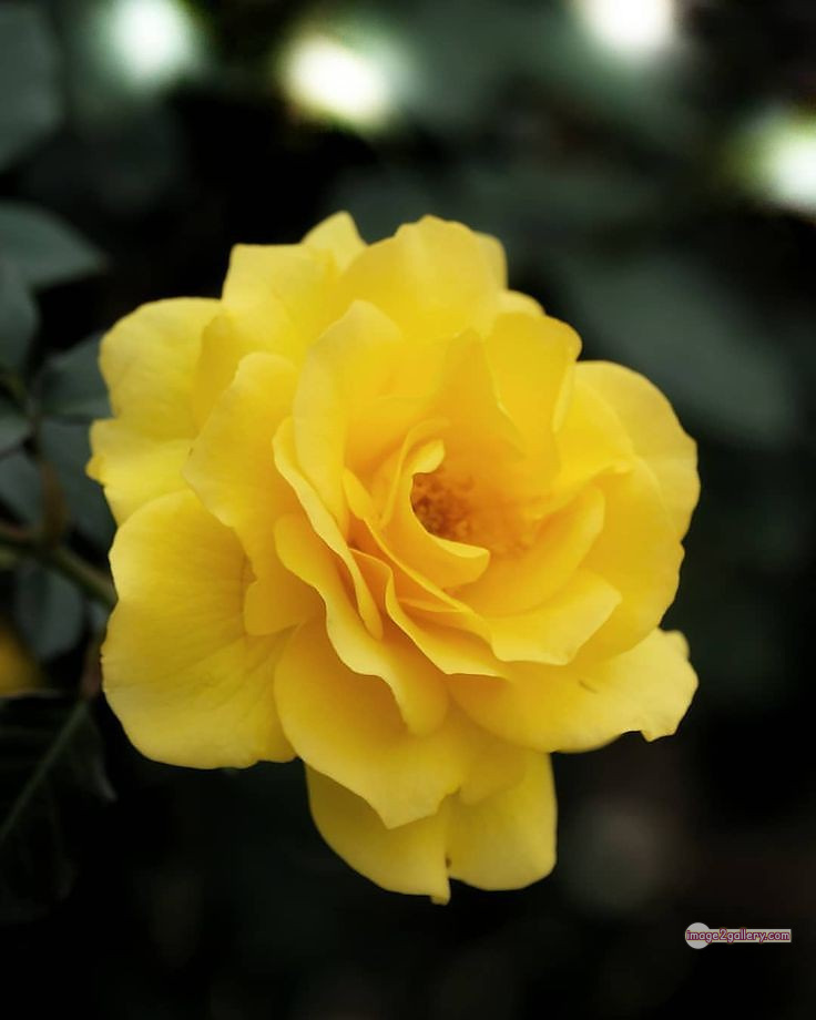 3300+ Beautiful Rose Flowers Image | Rose Flower HD Pic Download | 1733 yellow rose -(8)