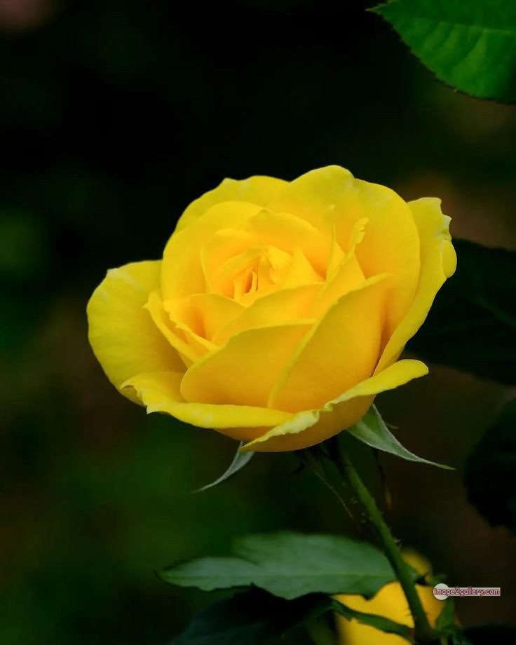 3300+ Beautiful Rose Flowers Image | Rose Flower HD Pic Download | 2772 yellow rose -(9)
