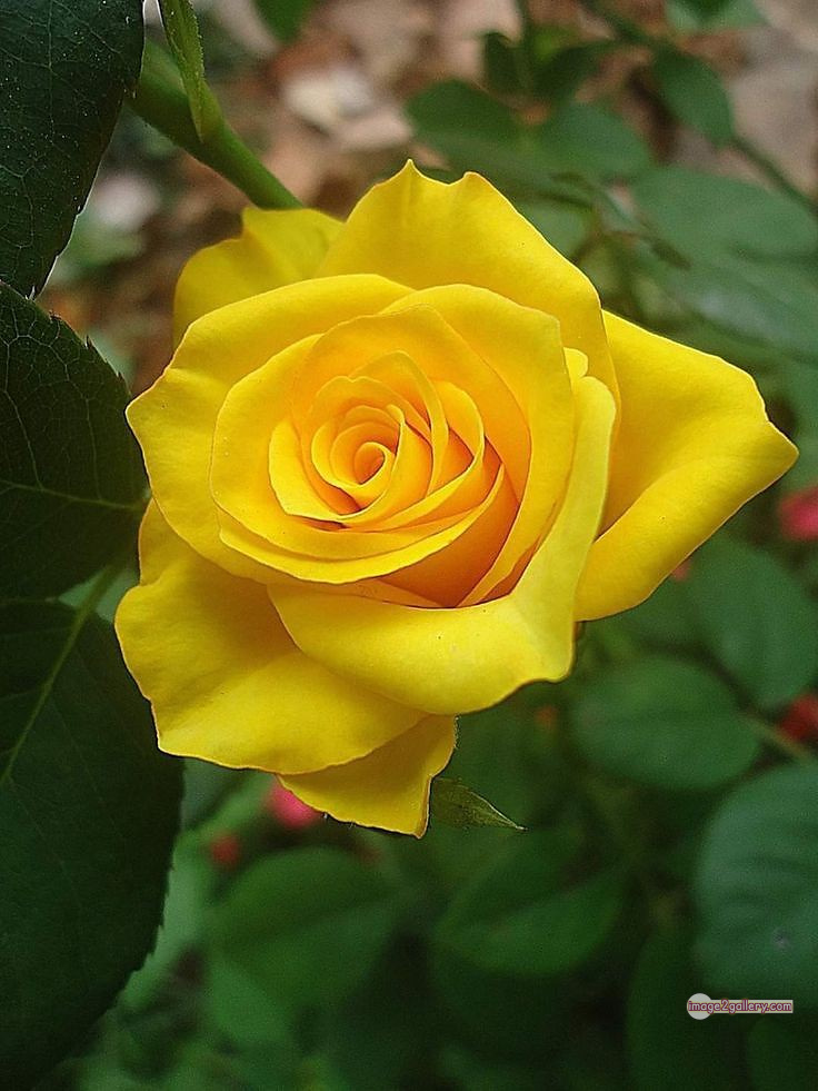 3300+ Beautiful Rose Flowers Image | Rose Flower HD Pic Download | 2521 yellow rose bouquets -(10)