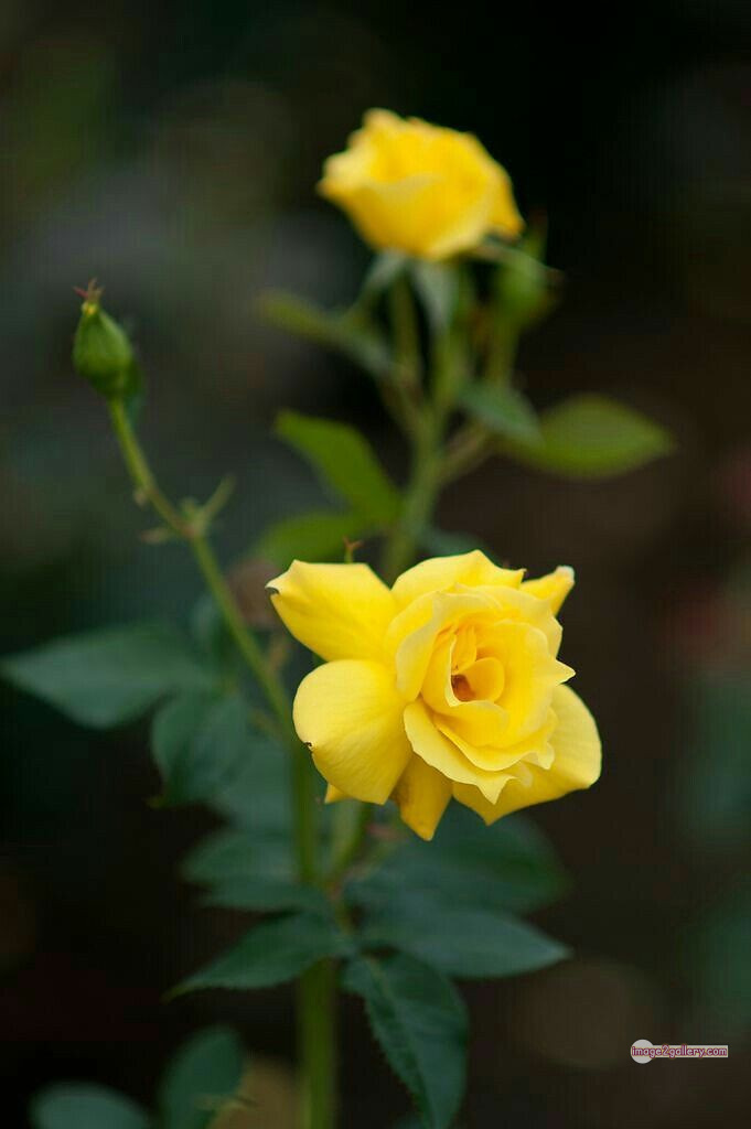 3300+ Beautiful Rose Flowers Image | Rose Flower HD Pic Download | 1059 yellow rose bouquets -(12)
