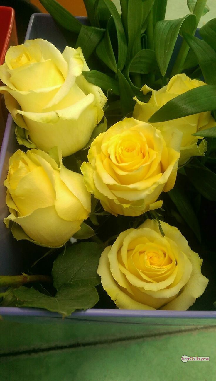 3300+ Beautiful Rose Flowers Image | Rose Flower HD Pic Download | 1004 yellow rose bouquets -(13)