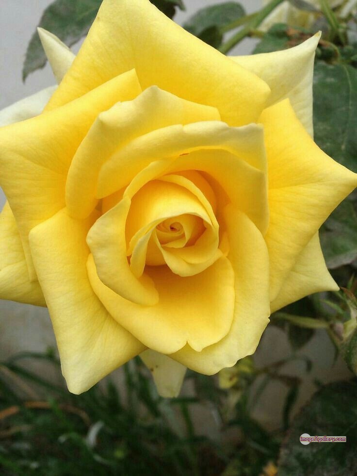 3300+ Beautiful Rose Flowers Image | Rose Flower HD Pic Download | 1752 yellow rose bouquets -(14)